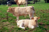 /album/consultores-agropecuarios/aftosa-charolais-jpg/