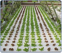 /album/consultores-agropecuarios/alimentaria-cultivos1-jpg/