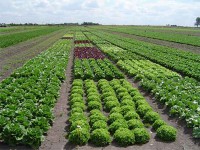 /album/consultores-agropecuarios/combatir-plagas-ecologicos-jpg/