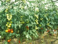 /album/consultores-agropecuarios/cultivos-hidroponicos-jpg/