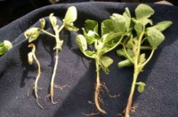 /album/consultores-agropecuarios/enfermedades-plantas-jpg/