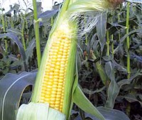 /album/consultores-agropecuarios/es-trasgenicos-390-eb8e0-jpg/