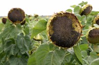 /album/consultores-agropecuarios/lfp1208-barrett-disease-jpg/