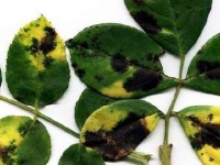 /album/consultores-agropecuarios/manchanegra-jpg/