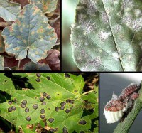 /album/consultores-agropecuarios/plagas2-jpg/