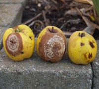 /album/consultores-agropecuarios/sclerotinia-fructigena-jpg/